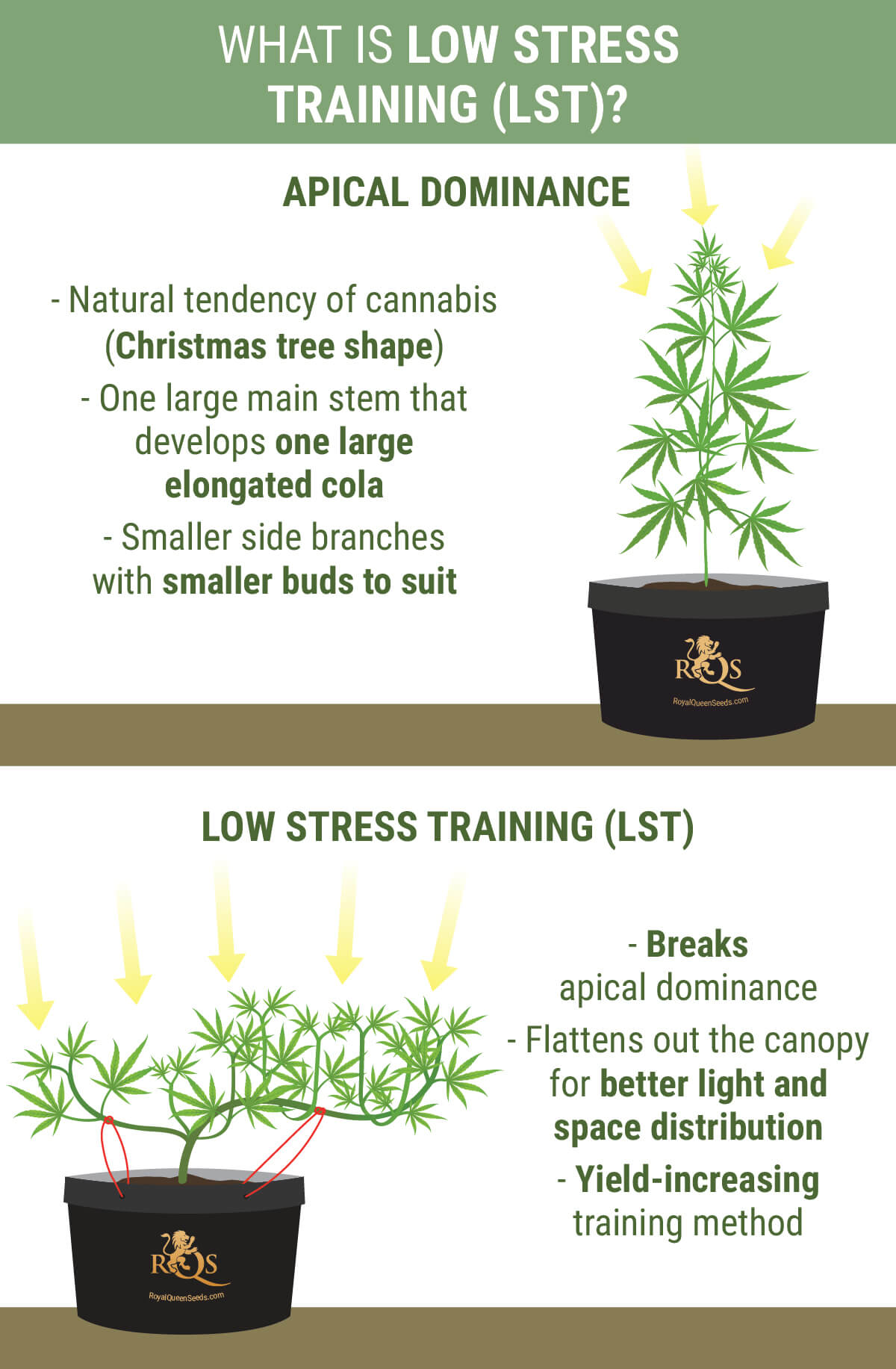 How To Perform Low Stress Training On Cannabis For Better Yields RQS Blog